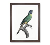 Blue Crowned Parakeet By F. Levaillant Vintage Framed Print | A2 Walnut Framed Wall Art | Ready to Hang | Classic Nature Picture | Living Room Bedroom Lounge Office