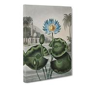 Blue Egyptian Water Lily By Robert John Thornton Canvas Print | Gallery Wrapped 30mm Frame Wall Art | 30x20 inches | Ready to Hang | Retro Floral Picture | Living Room Bedroom Lounge Office