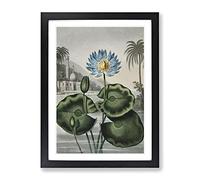Blue Egyptian Water Lily By Robert John Thornton Vintage Framed Print | A2 Black Framed Wall Art | Ready to Hang | Classic Floral Picture | Living Room Bedroom Lounge Office