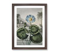 Blue Egyptian Water Lily By Robert John Thornton Vintage Framed Print | A2 Walnut Framed Wall Art | Ready to Hang | Classic Floral Picture | Living Room Bedroom Lounge Office