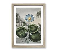 Blue Egyptian Water Lily By Robert John Thornton Vintage Framed Print | A3 Oak Framed Wall Art | Ready to Hang | Classic Floral Picture | Living Room Bedroom Lounge Office