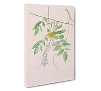 Blue-eyed Yellow Warbler by John James Audubon Canvas Print | Gallery Wrapped 30mm Frame Wall Art | 30x20 inches | Ready to Hang | Contemporary Picture | Living Room Bedroom Lounge Office