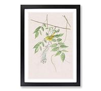 Blue-Eyed Yellow Warbler by John James Audubon Framed Print | A2 Black Framed Wall Art | Ready to Hang | Modern Nature Picture | Living Room Bedroom Lounge Office