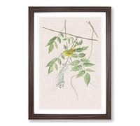 Blue-Eyed Yellow Warbler by John James Audubon Framed Print | A2 Walnut Framed Wall Art | Ready to Hang | Modern Nature Picture | Living Room Bedroom Lounge Office