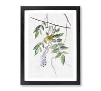 Blue Eyed Yellow Warbler By John James Audubon Vintage Framed Print | A4 Black Framed Wall Art | Ready to Hang | Classic Nature Picture | Living Room Bedroom Lounge Office