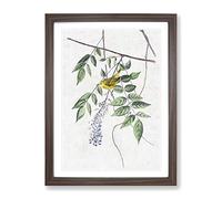 Blue Eyed Yellow Warbler By John James Audubon Vintage Framed Print | A4 Walnut Framed Wall Art | Ready to Hang | Classic Nature Picture | Living Room Bedroom Lounge Office