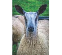 BLUE FACED LEICESTER SHEEP IN KINTYRE: 6 x 9 Inch Blank Lined Journal For Sheep Breeders, Farmers and Nature Lovers