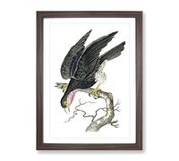 Blue Falcon By George Shaw Vintage Framed Print | A4 Walnut Framed Wall Art | Ready to Hang | Classic Nature Picture | Living Room Bedroom Lounge Office