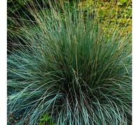 Blue Festuca Elijah Blue Grass Evergreen, 1.5L