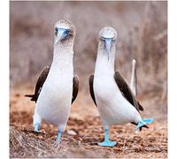 Blue Footed Booby Greeting Card with SOUND. Bird noise plays when you open this card. Blank on the inside making it perfect for many occasions and a unique gift idea.