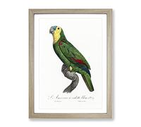 Blue Fronted Amazon Parrot By F. Levaillant Vintage Framed Print | A4 Oak Framed Wall Art | Ready to Hang | Classic Animal Picture | Living Room Bedroom Lounge Office
