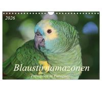 Blue-fronted Amazon - Parrots in Paraguay UK-Version (Wall Calendar 2026 DIN A4 Landscape), CALVENDO 12 Month Wall Calendar