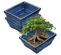 Blue Glazed Ceramic Bonsai Tree Pots with Drainage Hole, Set of 2 Rectangular Bonsai Pots Planters for Indoor & Outdoor Use, 8 Inch Shallow Bonzie Tree Pot for Succulents, Cacti, Orchids, Herbs