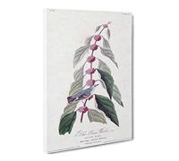 Blue Green Warbler Bird By John James Audubon Canvas Print | Gallery Wrapped 30mm Frame Wall Art | 20x14 inches | Ready to Hang | Retro Animals Picture | Living Room Bedroom Lounge Office