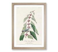 Blue-Green Warbler Bird by John James Audubon Framed Print | A2 Oak Framed Wall Art | Ready to Hang | Modern Nature Picture | Living Room Bedroom Lounge Office