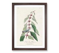 Blue-Green Warbler Bird by John James Audubon Framed Print | A2 Walnut Framed Wall Art | Ready to Hang | Modern Nature Picture | Living Room Bedroom Lounge Office