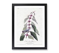 Blue Green Warbler Bird By John James Audubon Vintage Framed Print | A3 Black Framed Wall Art | Ready to Hang | Classic Nature Picture | Living Room Bedroom Lounge Office