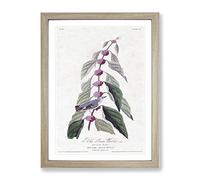 Blue Green Warbler Bird By John James Audubon Vintage Framed Print | A3 Oak Framed Wall Art | Ready to Hang | Classic Nature Picture | Living Room Bedroom Lounge Office