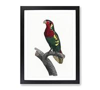 Blue Headed Lorikeet By F. Levaillant Vintage Framed Wall Art Print, Ready to Hang Picture for Living Room Bedroom Home Office Décor, Black A4 (34 x 25 cm)