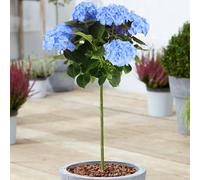 (Blue) Hydrangea Macrophylla Tree Collection | Potted Lollipop Trees For Small Gardens