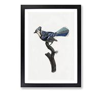 Blue Jay Bird by Jacques Barraband Framed Print | A2 Black Framed Wall Art | Ready to Hang | Modern Nature Picture | Living Room Bedroom Lounge Office