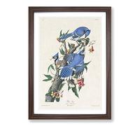 Blue-Jay Birds by John James Audubon Framed Print | A2 Walnut Framed Wall Art | Ready to Hang | Modern Nature Picture | Living Room Bedroom Lounge Office
