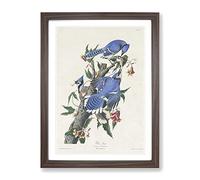 Blue Jay Birds By John James Audubon Vintage Framed Print | A2 Walnut Framed Wall Art | Ready to Hang | Classic Nature Picture | Living Room Bedroom Lounge Office