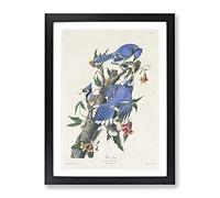 Blue Jay Birds By John James Audubon Vintage Framed Print | A4 Black Framed Wall Art | Ready to Hang | Classic Nature Picture | Living Room Bedroom Lounge Office
