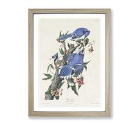 Blue Jay Birds By John James Audubon Vintage Framed Wall Art Print, Ready to Hang Picture for Living Room Bedroom Home Office Décor, Oak A2 (64 x 46 cm)