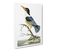 Blue Kingfisher By George Shaw Canvas Print | Gallery Wrapped 30mm Frame Wall Art | 20x14 inches | Ready to Hang | Retro Bird Picture | Living Room Bedroom Lounge Office
