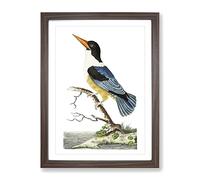 Blue Kingfisher By George Shaw Vintage Framed Print | A2 Walnut Framed Wall Art | Ready to Hang | Classic Nature Picture | Living Room Bedroom Lounge Office