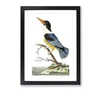 Blue Kingfisher By George Shaw Vintage Framed Print | A3 Black Framed Wall Art | Ready to Hang | Classic Nature Picture | Living Room Bedroom Lounge Office
