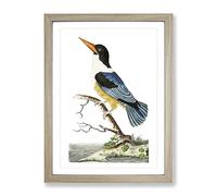 Blue Kingfisher By George Shaw Vintage Framed Print | A4 Oak Framed Wall Art | Ready to Hang | Classic Nature Picture | Living Room Bedroom Lounge Office