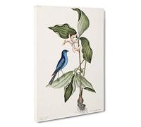 Blue Linnet Bird by Mark Catesby Canvas Print | Gallery Wrapped 30mm Frame Wall Art | 30x20 inches | Ready to Hang | Modern Animals Picture | Living Room Bedroom Lounge Office