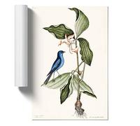 Blue Linnet Bird by Mark Catesby Unframed Print for Living Room Bedroom Home Office Décor, Wall Art Picture, A4 (21 x 29.7 cm)
