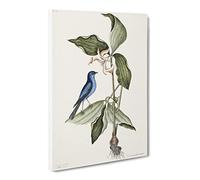 Blue Linnet Bird By Mark Catesby Vintage Canvas Wall Art Print Ready to Hang, Framed Picture for Living Room Bedroom Home Office Décor, 20x14 Inch (50x35 cm)