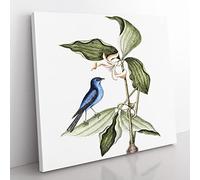 Blue Linnet Bird by Mark Catesby Vintage Canvas Wall Art Print Ready to Hang, Framed Picture for Living Room Bedroom Home Office Décor, 35x35 cm (14x14 Inch)