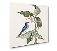 Blue Linnet Bird by Mark Catesby Vintage Canvas Wall Art Print Ready to Hang, Framed Picture for Living Room Bedroom Home Office Décor, 20x20 Inch (50x50 cm)