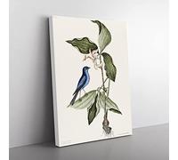 Blue Linnet Bird By Mark Catesby Vintage Canvas Wall Art Print Ready to Hang, Framed Picture for Living Room Bedroom Home Office Décor, 76x50 cm (30x20 Inch)