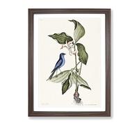 Blue Linnet Bird By Mark Catesby Vintage Framed Print | A2 Walnut Framed Wall Art | Ready to Hang | Classic Nature Picture | Living Room Bedroom Lounge Office