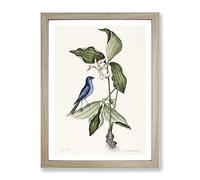 Blue Linnet Bird By Mark Catesby Vintage Framed Print | A4 Oak Framed Wall Art | Ready to Hang | Classic Nature Picture | Living Room Bedroom Lounge Office