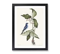 Blue Linnet Bird By Mark Catesby Vintage Framed Wall Art Print, Ready to Hang Picture for Living Room Bedroom Home Office Décor, Black A2 (64 x 46 cm)