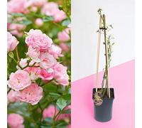 Blue Magic Design 1 Fragrant Outdoor Climbing Rose Bush in pot Flower Garden Plant Shrub - Hot Pink