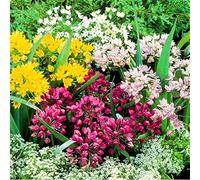 Blue Magic Design 10 Allium Mixed Colour Springn Autumn Gardening Growing Bulb Corm Summer Flower