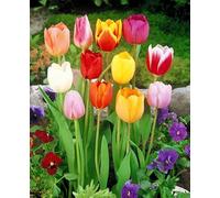 Blue Magic Design 10 Mixed Darwin Hybrid Tulip Perennial Autumn Garden Flower Bulb Corm Outdoor