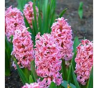 Blue Magic Design 10 prepared fragrant bedding Anne Marie Hyacinth corm perennial plant - 16/17cm Pink flower bulbs - Summer Autumn gardening