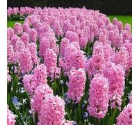 Blue Magic Design 10 prepared fragrant bedding Fondant Hyacinth corm perennial plant - 16/17cm Pink flower bulbs - Summer Autumn gardening