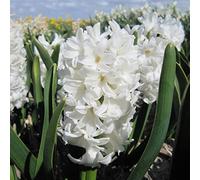 Blue Magic Design 10 prepared fragrant garden bedding White Pearl Hyacinth corm perennial plants-16/17cm flower bulb - Summer Autumn gardening