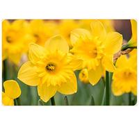 Blue Magic Design 100 Yellow Daffodil Narcissus Garden Bulb Spring Flowering Tazetta Wisley Minnow