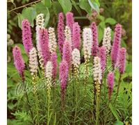 Blue Magic Design 15 Liatris Spicata Gayfeather Spring Garden Bulb Corm Purple White Summer Flower